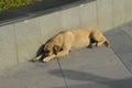 A homeless, lonely, yellow-colored street dog sleeps on the pavement in the city. Royalty Free Stock Photo