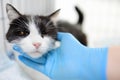 Homeless or lost cat is in vet clinic or animal shelter. Hotels for pets. Overexposure of pets. Protection, treatment, vaccination