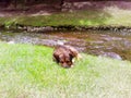 A homeless macho dog in an attack position - ears are raised, paws are drawn in, claws are extended, tail is on the ground Royalty Free Stock Photo