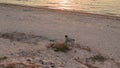 Homeless mixed breed stray dog walking on the beach close to sea