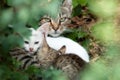 Homeless mom cat with two little kittens, close up through green leaves