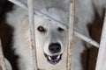 A homeless mongrel behind bars in an aviary in a shelter for homeless animals. Social problem with the capture of stray dogs