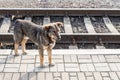 Homeless mongrel dog on railway station. Alone sad pet looking for new owner Royalty Free Stock Photo