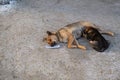 Homeless mother dog feeds puppy. Stray street animals on road Royalty Free Stock Photo