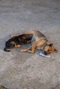 Homeless mother dog feeds puppy. Stray street animals on road Royalty Free Stock Photo