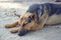 A homeless mutt is lying on the ground. The problem of stray dogs Royalty Free Stock Photo