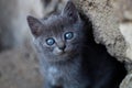 Homeless nice cute gray kitty with hue blue eyes looks at you Royalty Free Stock Photo