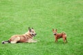 Homeless and pedigreed little dog toy terrier, copy space. Friendship of different dogs, place for text