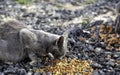 Abandoned cat eating in the street Royalty Free Stock Photo