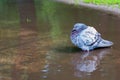 Homeless pigeon bathing in the street in a dirty puddle