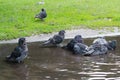 Homeless pigeons bathing in the street in a dirty puddle