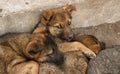 Homeless puppies lie on each other to keep warm on the ground