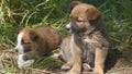 Homeless puppies are sitting on the ground. Animals