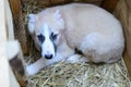 Homeless puppy in doghouse Royalty Free Stock Photo