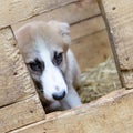 Homeless puppy in doghouse Royalty Free Stock Photo