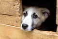 Homeless puppy in doghouse Royalty Free Stock Photo
