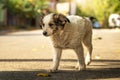 A homeless puppy in full growth is walking in autumn weather on the road with leaves Royalty Free Stock Photo