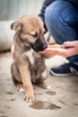 A homeless puppy of a large dog in the caring hands of a man. Royalty Free Stock Photo