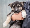 A homeless puppy of a large dog in the caring hands of a man. Royalty Free Stock Photo