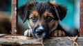 Homeless Puppy in Shelter - AI Generated