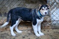 Homeless puppy in shelter