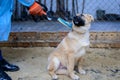 Homeless puppy in shelter Royalty Free Stock Photo