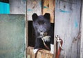 Homeless puppy in a shelter for dogs. Royalty Free Stock Photo