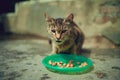 Homeless pussycat eats dry food from plate on street. Close up of stray cat eating useful pet food. Concept of animal Royalty Free Stock Photo