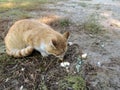 Homeless red cat eats bread from the ground outdoors Royalty Free Stock Photo