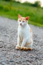 Homeless red cat sitting on the warm asphalt road. A stray cat looking at the camera and squinting Royalty Free Stock Photo