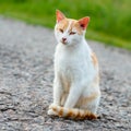 Homeless red cat sitting on the warm asphalt road. A stray cat l