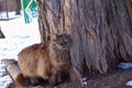 Homeless red fluffy cat stands near a frosty snowy winter park