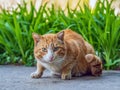 Homeless red-headed cat cat is looking at camera outdoors