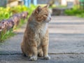 Homeless red-headed cat cat is looking at camera outdoors