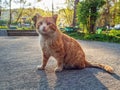 Homeless red-headed cat cat is looking at camera outdoors