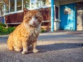 Homeless red-headed cat cat is looking at camera outdoors