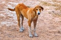 Homeless red-headed mongrel dog in Fez, Morocco