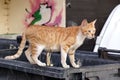 Homeless Redhead Kitten Cat On The Trash Container