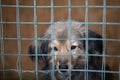 Homeless sad dog in cage waiting for people to adopt to new home Royalty Free Stock Photo