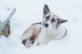 Homeless sad lonely dog lying near the bench in the snow Royalty Free Stock Photo
