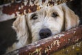 Homeless sad shaggy dog behind fence in an animal shelter waiting for bew owner adoption. Dog nose close up Royalty Free Stock Photo