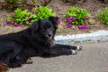 Homeless shaggy black dog Royalty Free Stock Photo