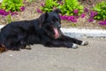 Homeless shaggy black dog Royalty Free Stock Photo