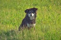 Homeless shaggy black dog sitting in the grass Royalty Free Stock Photo