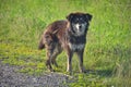 Homeless shaggy black dog standing in the grass