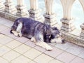 Homeless shaggy black-gray dog sleeps near the railing on the paving slabs Royalty Free Stock Photo
