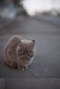 Homeless sick british cat sits on a dolol. Prolapse of the third