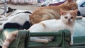 homeless sick cats lie on a trash container