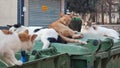 homeless sick cats lie on a trash container