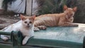 homeless sick cats lie on a trash container